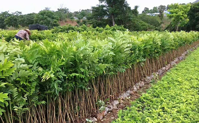 黄花梨树种 黄花梨树种