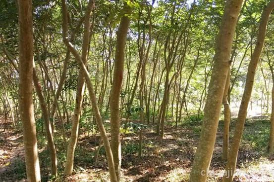 五年的黄花梨树 五年的黄花梨树