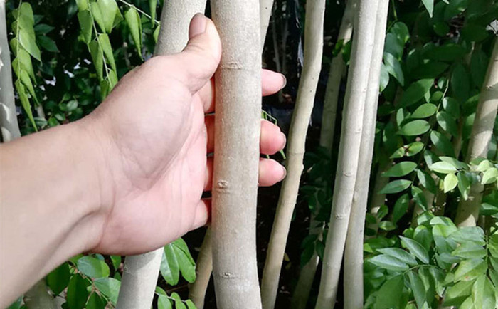 刀伤黄花梨树长的快 刀伤黄花梨树长的快