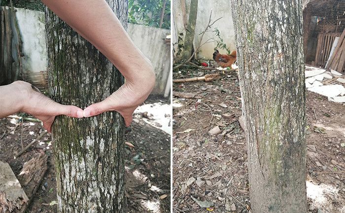 黄花梨树快速种植 黄花梨树快速种植