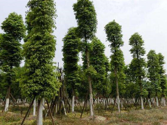 金丝楠木种植多久 金丝楠木种植多久