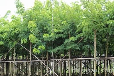 5年的黄花梨树苗 5年的黄花梨树苗